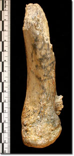 mastodon bone and scale
