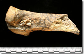 Mastodon bone along side scale reference