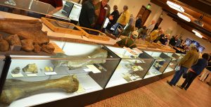 Large mastodon bone in display case
