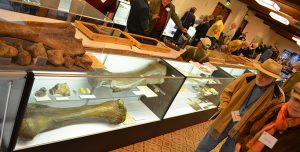 Large mastodon bone in display case