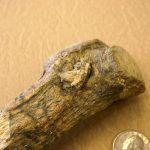 Close up of embedded antler projectile
