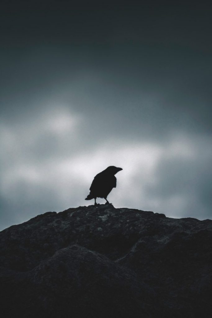 Black crow under dark cloud