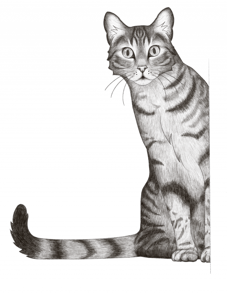 Sketch of Appelt's cat Ace