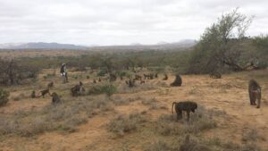 Students on the Rutgers Primatology, Wildlife Ecology, and Conservation field school walk among a habituated group of baboons in Laikipia county, Kenya. It was while among this group of baboons that Green began reflecting on the impacts of habituation.