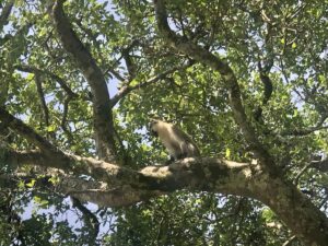 A vervet monkey observes humans from the safety of the tree canopy in the Masai Mara National Reserve, Kenya.