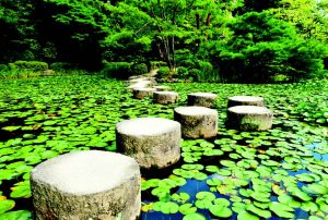 Stepping stones across a pond with lilypads