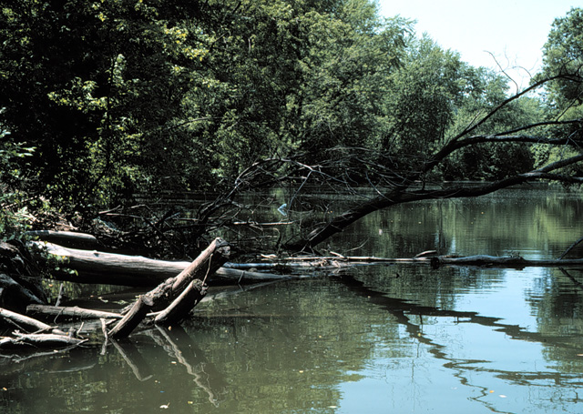 During the summer of 1981 a survey by Crisman and Cohn of the murky Poultney River turned up the remains of three more 1812-era warship wrecks: the brig <i>Eagle</i>, the brig <i>Linnet</i>, and a U.S. Navy row galley (tentatively identified as the <i>Allen</i>). Information on the design and construction of all three vessels was nearly non-existent in historical sources, and the archaeological potential of the wrecks was therefore immense.