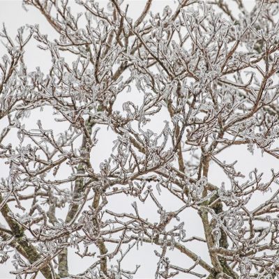 Ice Storm 2021: ice formed on branches