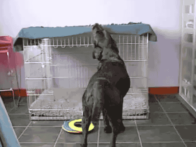 Gif of dog going into his crate and pulling his blanket over him, evidentally to go to sleep.