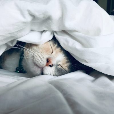 Cat sleeping undercovers