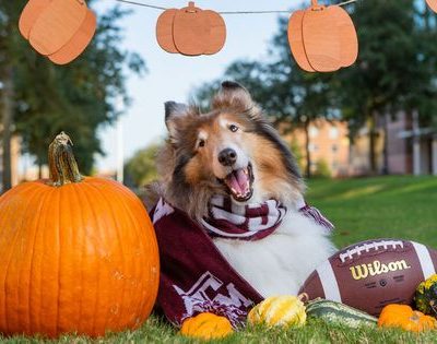 Photo with Reveille celebrating Halloween with Pumpkins.