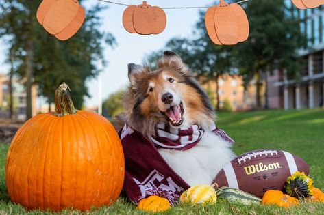 Photo with Reveille celebrating Halloween with Pumpkins.