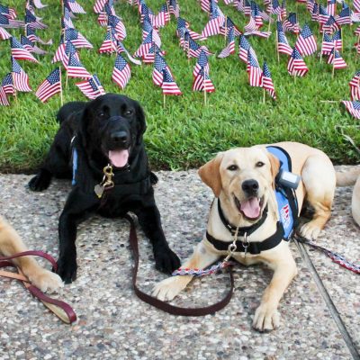 Four future service dogs lay down for break in front of an American flag display on campus.