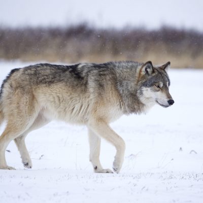 Photo of wolf taken on foot on the southern coast of the Hudson near Nanuk Lodge