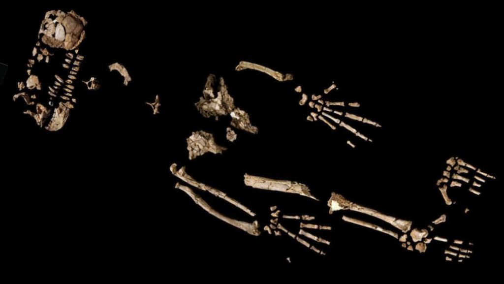 The skeletal fragments of “Ardi.”