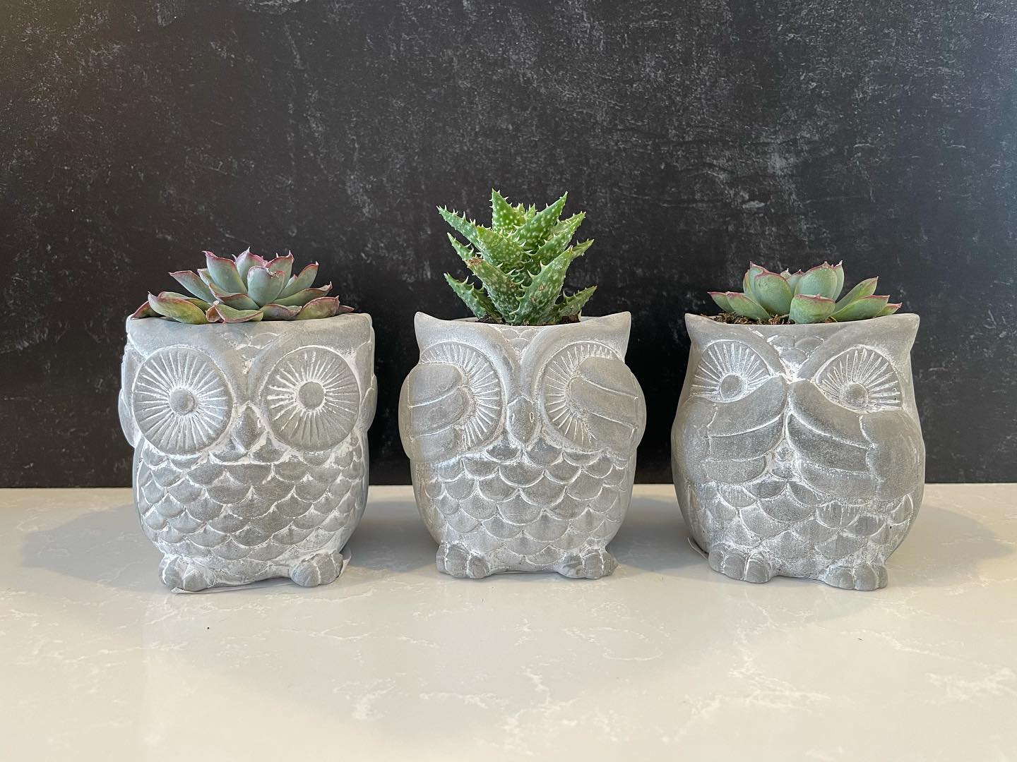 Photo of three succulent houseplants in owl shaped pots.