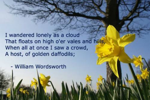 Photo of daffodils with a quote from a William Wordsworth poem. "I wandered lonely as a cloud that floats on high o'er vales and hills, when all at once I saw a crowd, a host of golden daffodils."