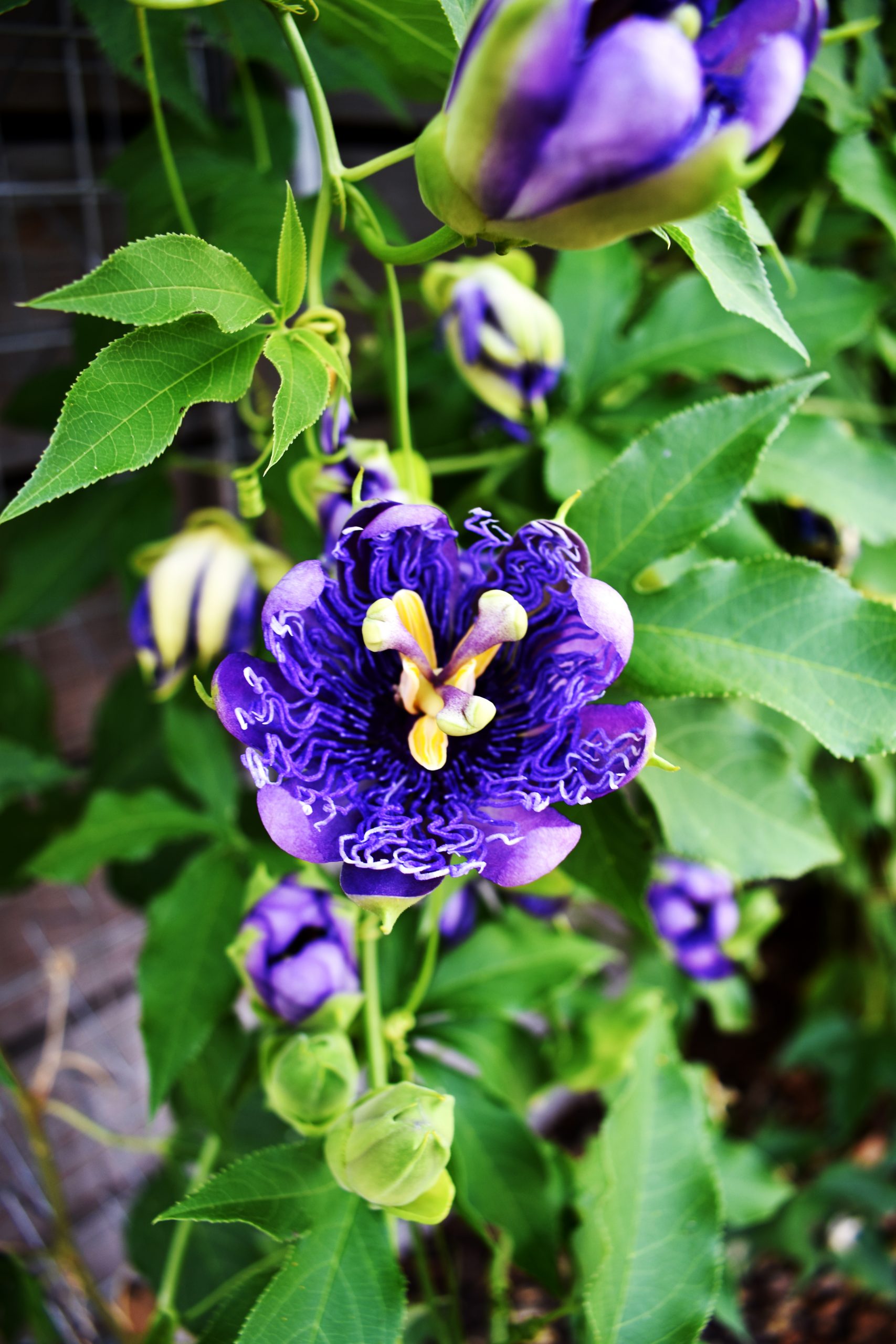 Photo of a purple flower growing on a vine trained to climb a metal wall.