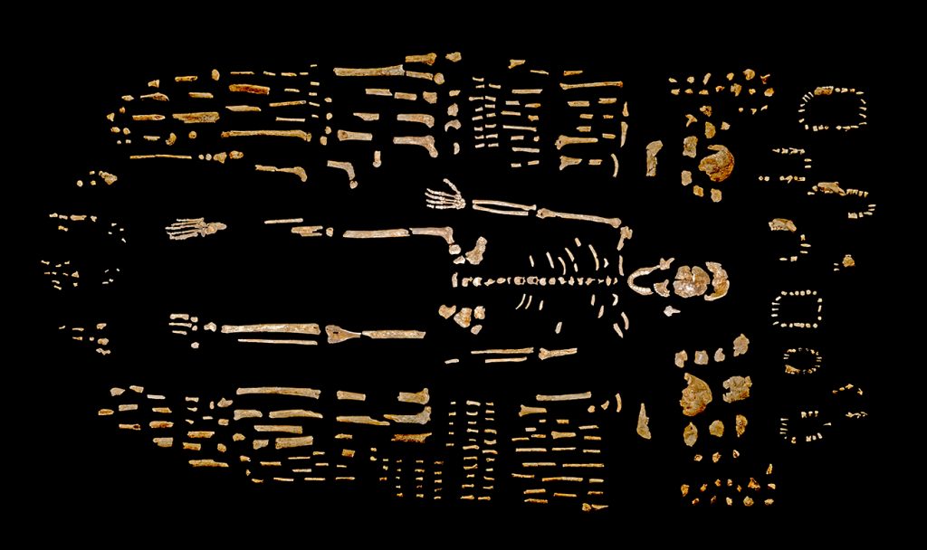 Photo of cream colored fossilized remains laid out on a contrasting black background.