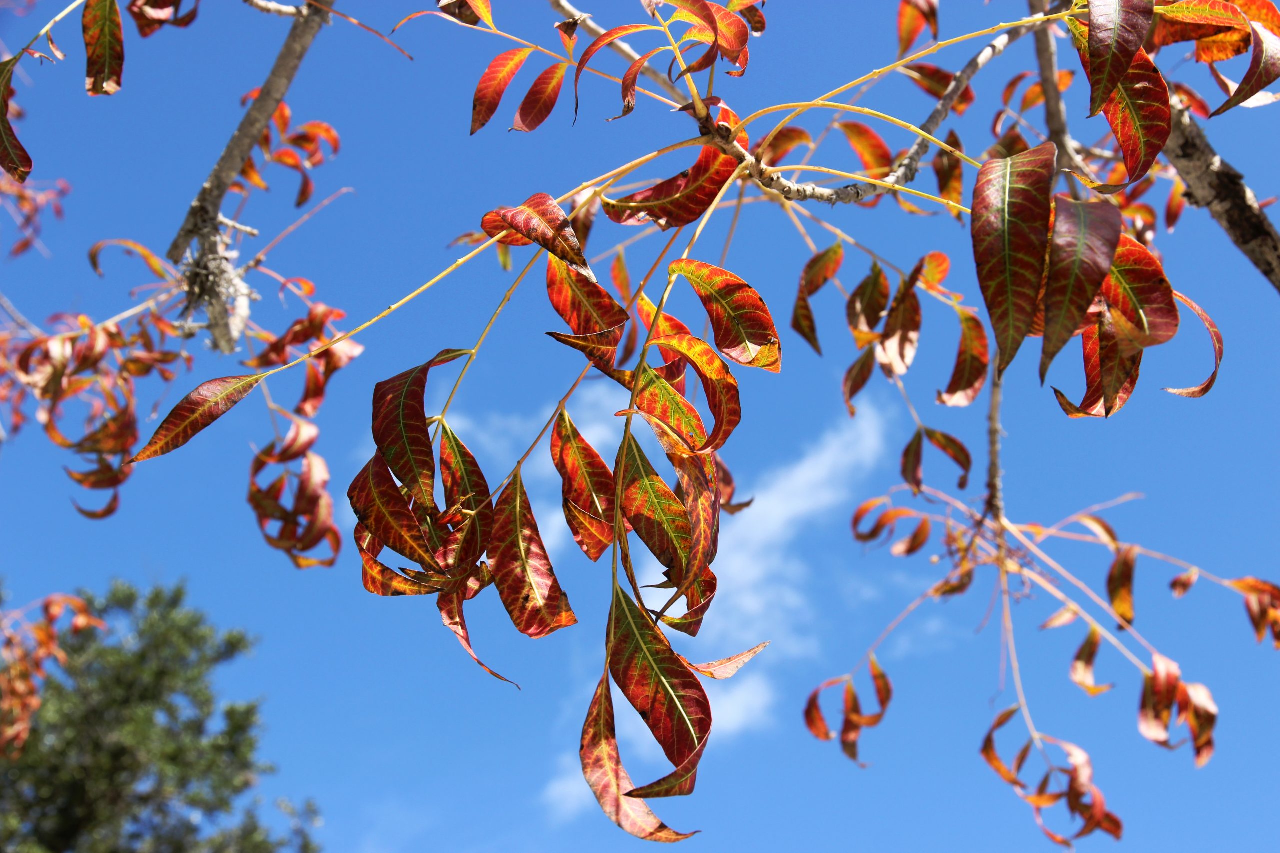 Fall leaves against a blue sky.