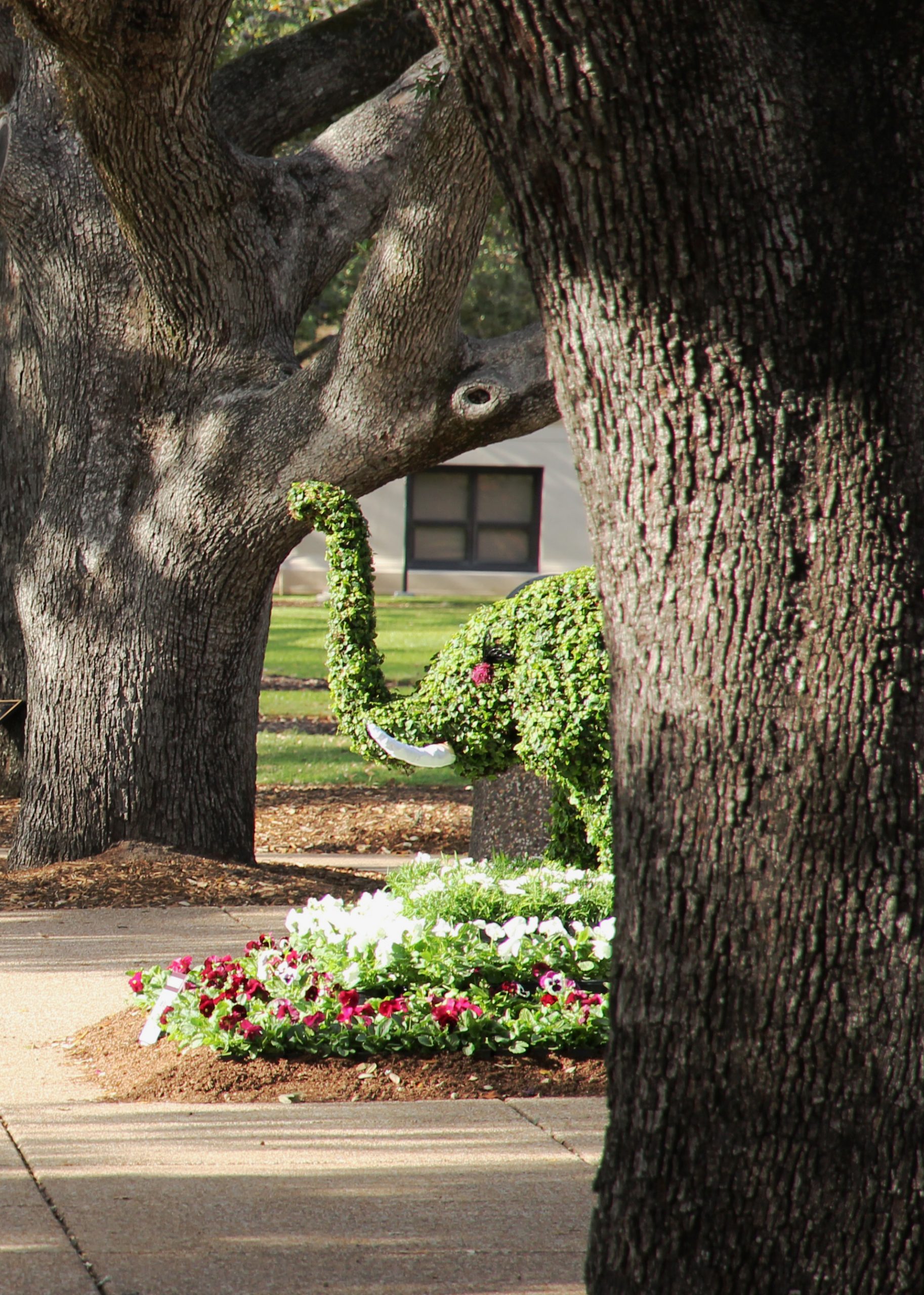 Elephant topiary in Academic Plaza.
