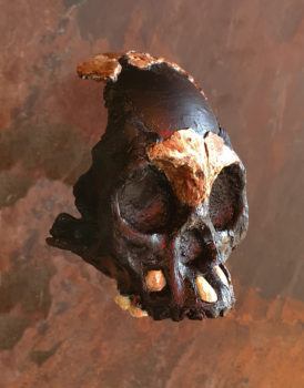 Photo of skull.