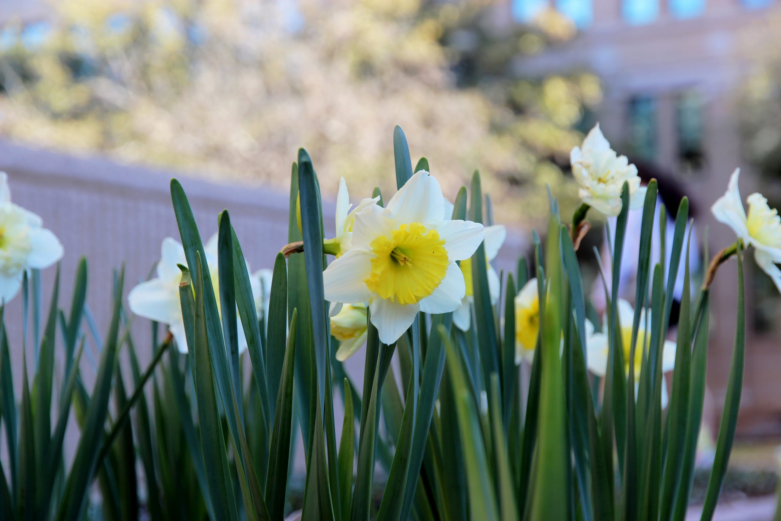 Daffodils in full bloom signal the beginning of spring.