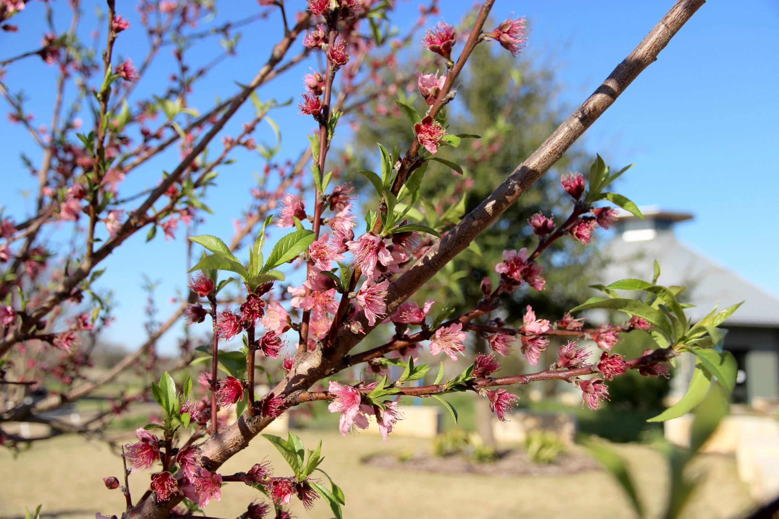 Peach tree blooms in bright pink.