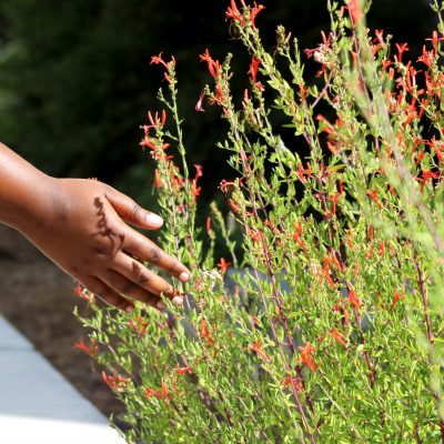 A hand grazes flowers as someone walks by a raised flowerbed.