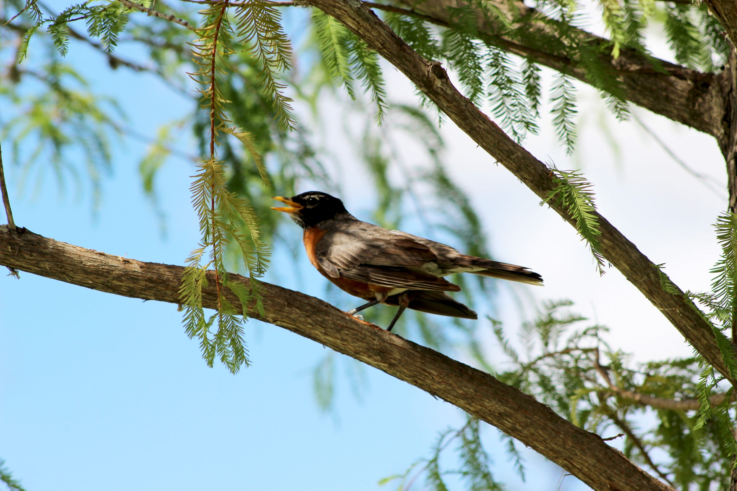 A young bird sings a song from a shaded tree branch.