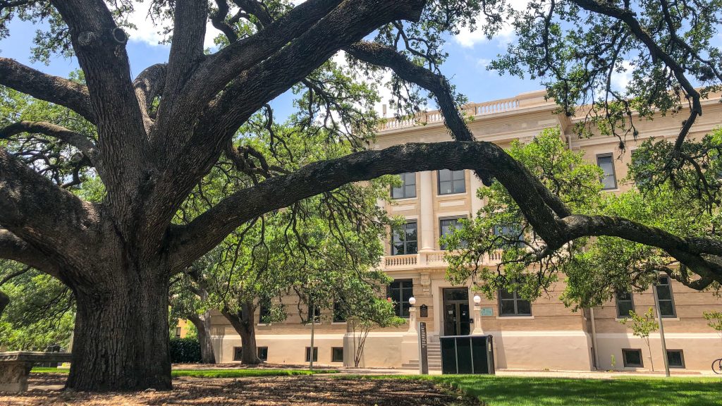 Bolton Hall framed by the Aggie Century Tree